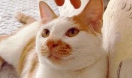 吃瓜视频大全高清